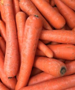 carottes bio à Saubion