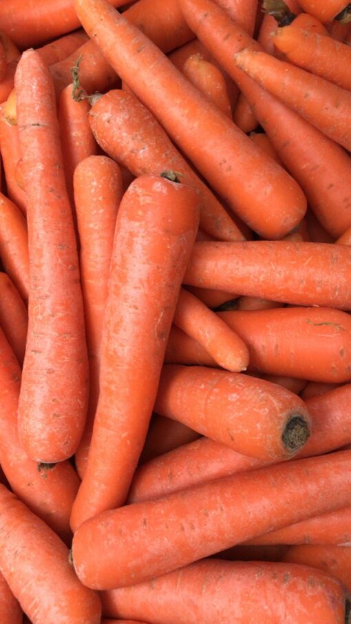 carottes bio à Saubion