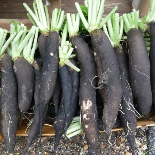 Radis Noir Bio en vente à Saubion