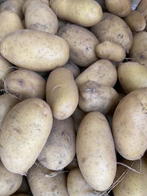 Pommes de terre monalisa Bio à Saubion